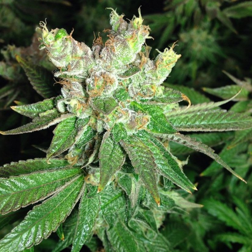 Cookies Kush - feminizovaná semena 10 ks Barney´s Farm