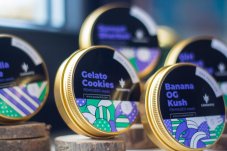 Бисквитки от сладолед - феминизирани семена 3 бр Cannapio