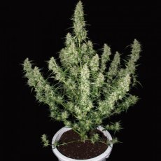 Magnum - feminizované a samonakvitacie semena 10 ks Buddha Seeds