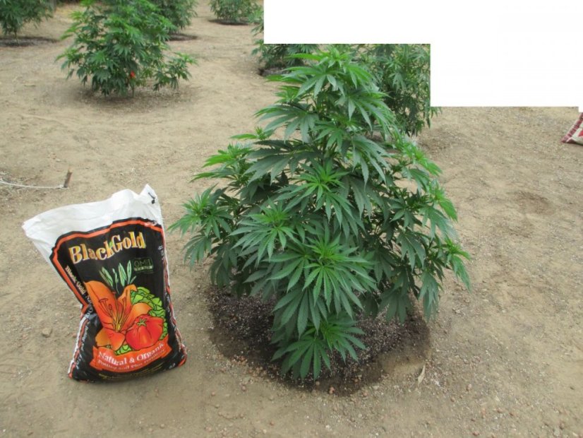 Blue Velvet® - Feminizowane 5ks Dutch Passion Seeds