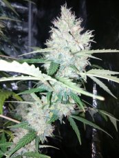 AK420 samonakvétací semena 3 ks Seedstockers