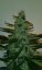 Syrup - feminizovaná a samonakvitacie semienka Buddha Seeds