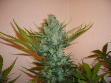 Northern Lights  n.5 x Haze - feminizovaná semínka 5ks Sensi Seeds