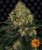 Skywalker OG Auto - autoflowering semena marihuany 5 ks Barney´s Farm