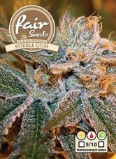 Bubble Gum Auto - 5 autoflowering semen Fair Seeds