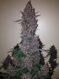 Dark Devil Auto - fem. a autoflowering semienka 10ks Sweet Seeds
