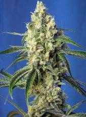 Green Poison CBD - semințe de cânepă feminizate 5 buc Sweet Seeds