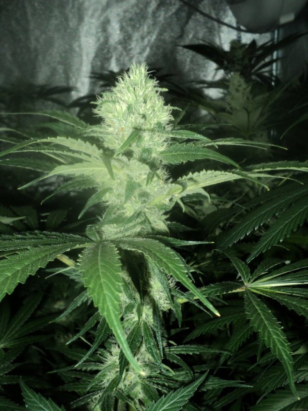 OG Kush - feminizovaná semienka 5ks Humboldt