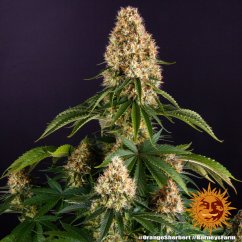 Orange Sherbert - feminisierte Marihuana Samen 5 Stück Barney's Farm