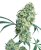 Ed Rosenthal Super Bud - Nasiona 10 szt. Standardowych Sensi Seeds