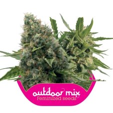 Outdoor Mix - feminizovaná semínka 10 ks Royal Queen Seeds