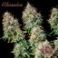Buddha Auto White Widow, 3er Pack - Buddha Seeds Premium Genetik