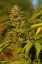 Lemon Kush Headband - feminizovaná semínka 3ks Humboldt