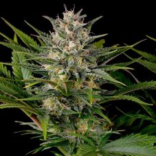Lemon Kush Headband - feminizovaná semínka 5ks Humboldt