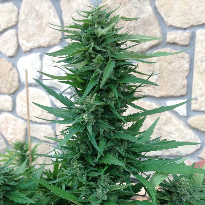Sweet Tooth – feminizované semienka 5 ks Barney Farms