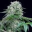 Starfire OG - feminized seeds 3pcs, Silent Seeds