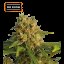 OG Kush Feminizowane Nasiona -5