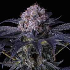 Ethos Genetics Grape Balls of Fire RBX feminisierte Samen