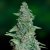 Honey B - Feminized Seeds 10 pcs Barney's Farm