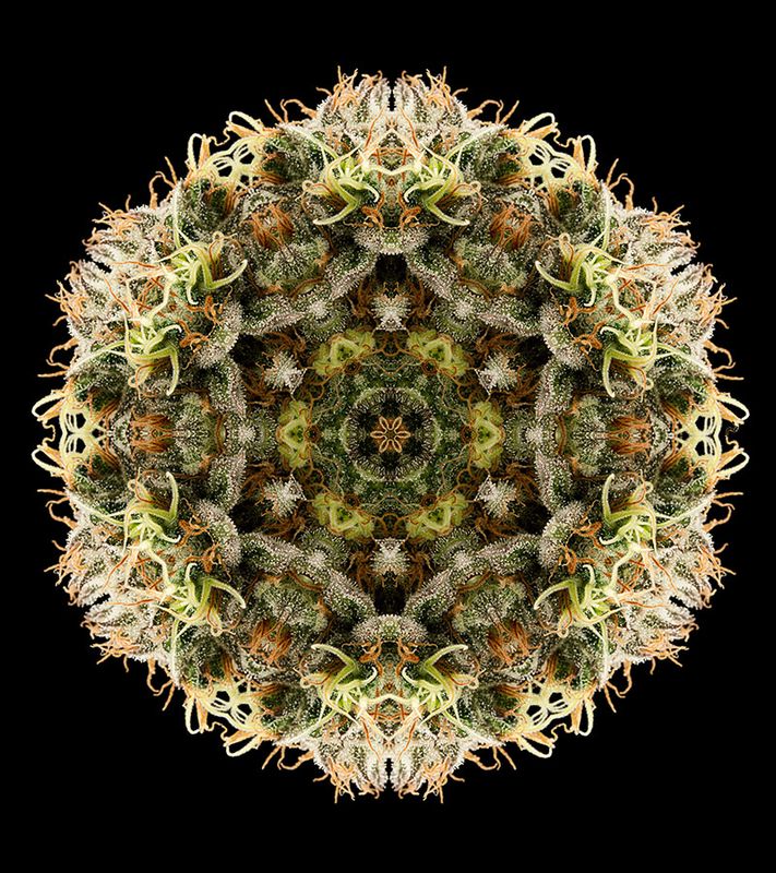 Lemon Thai Kush - Feminized Seeds 5pcs Humboldt