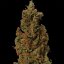 Red Diesel  – feminizované semienka 5 ks Barney Farms