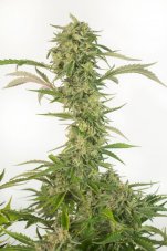 OG Kush Autoflowering CBD - fem. i nasiona autoflowering 10 sztuk Dinafem