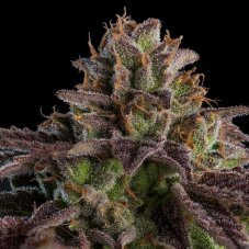 KMINTZ - nasiona feminizowane, 5 szt., Ripper Seeds