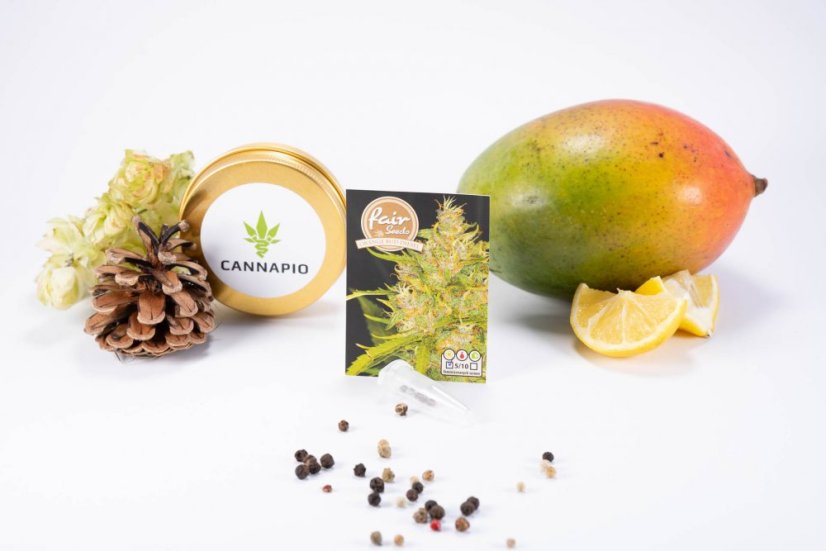 Orange Bud Diesel - feminisierte Samen 5 Stück Fair Seeds