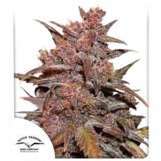 CBD Auto Blackberry Kush® - feminizoavné a samonakvétací semínka 3 ks Dutch Passion