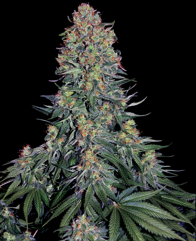 Blue Skunk - Feminizovaná semena konopí 3 ks, Sensi Seeds