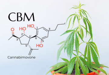 Nový kanabinoid na scéne: Zoznámte sa s CBM