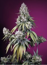 Sweet Seeds Jealousy Z XL Auto samonakvétací semena