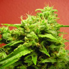 Opium - Feminized Seeds 5 pcs Paradise Seeds