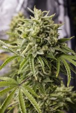 Bubba Kush - fem. und selbstblühende Samen 3 Stück Humboldt