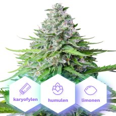 Auto Girl Scout Cookies - semillas autoflorecientes 5 uds Cannapio