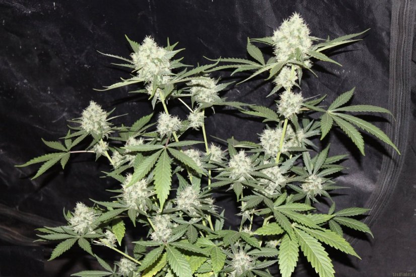 Northern Lights N.5 x Haze 10 ks štandardizované feminizované semená Sensi Seeds