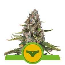 Sherbet Queen Automatic - fem. i samokwitnące nasiona 5 szt Royal Queen Seeds