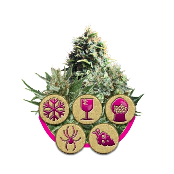 Indoor Mix - feminizované semienka 5 ks Royal Queen Seeds