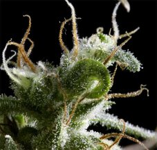Hawaiian Snow 10 ks, feminizované semená Green House Seeds