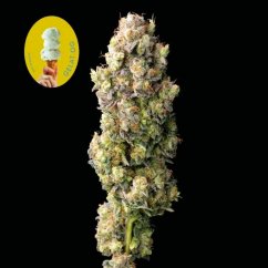 Gelat.OG - feminized cannabis seeds 10 pcs, Seedsman
