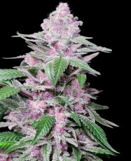 Purple Cookie Kush - Feminized cannabis seeds 3 pcs, Sensi Seeds