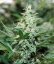 Red Dragon – feminizované semienka 10 ks Barney Farms
