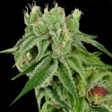 DNA Genetics Banana Split regulérní semena