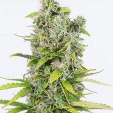Amnesia Autoflowering CBD - fem. and autoflowering seeds 5pcs Dinafem