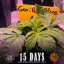 Gorilla Glue Auto - automatycznie kwitnące nasiona marihuany 5 szt Barney´s Farm