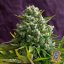 Cream 47 – feminizované semienka 5 ks Sweet Seeds