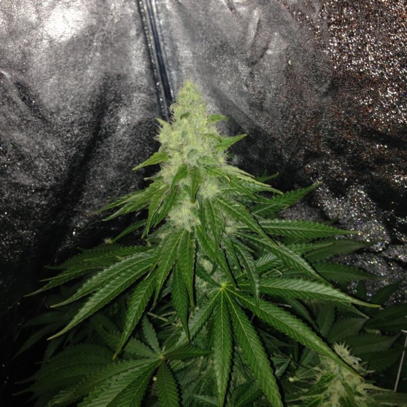 Purple Trainwreck - feminizovaná semína 3ks Humboldt