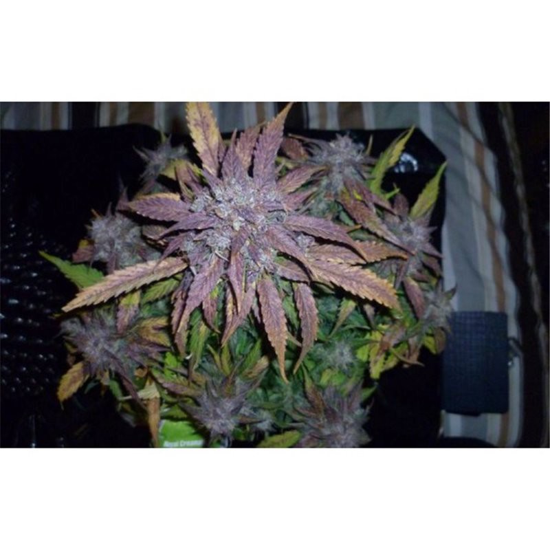 Honey Cream (Fast Flowering) - feminizovaná semínka 5ks Royal Queen Seeds