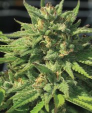 Humboldt Seed Company Bigfoot Glue feminized seeds