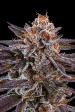 Ripper Seeds OMG feminizovaná semena